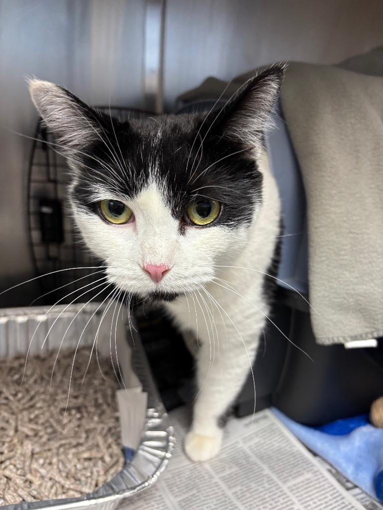 Enlarge Amber, a Adoptable mixed breed in Detroit, MI image 1/2