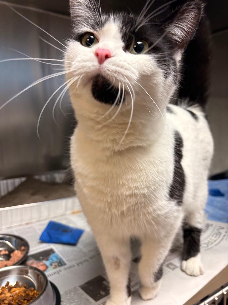 Enlarge Amber, a Adoptable mixed breed in Detroit, MI image 2/2