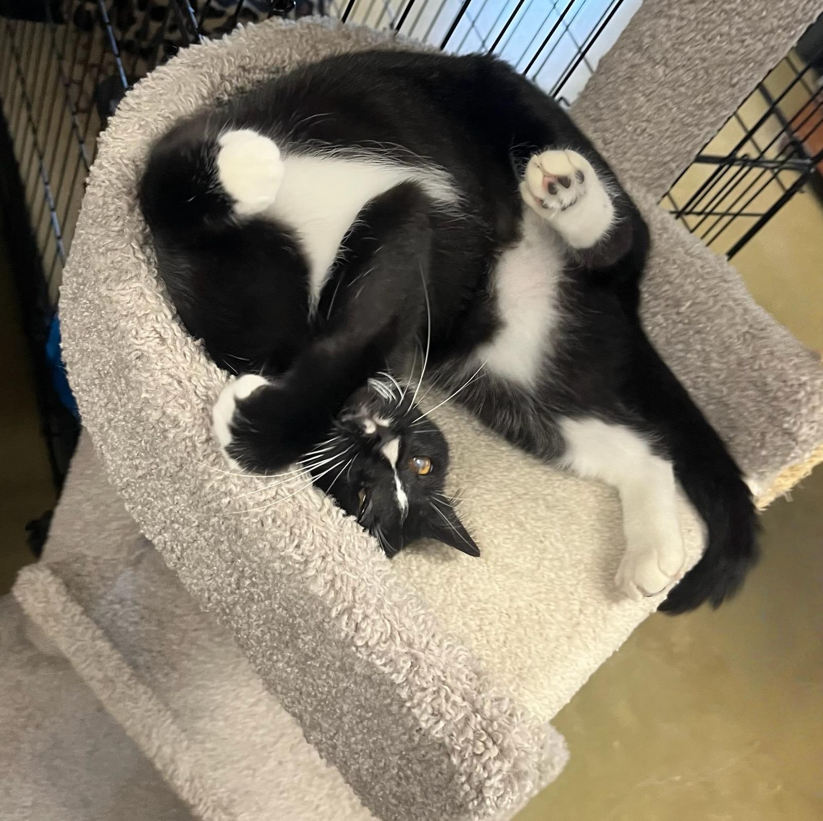 Enlarge Gia — Grace, Devotion, and a Lifetime of Love, a Adoptable Tuxedo in Hillsboro, TX image 5/6
