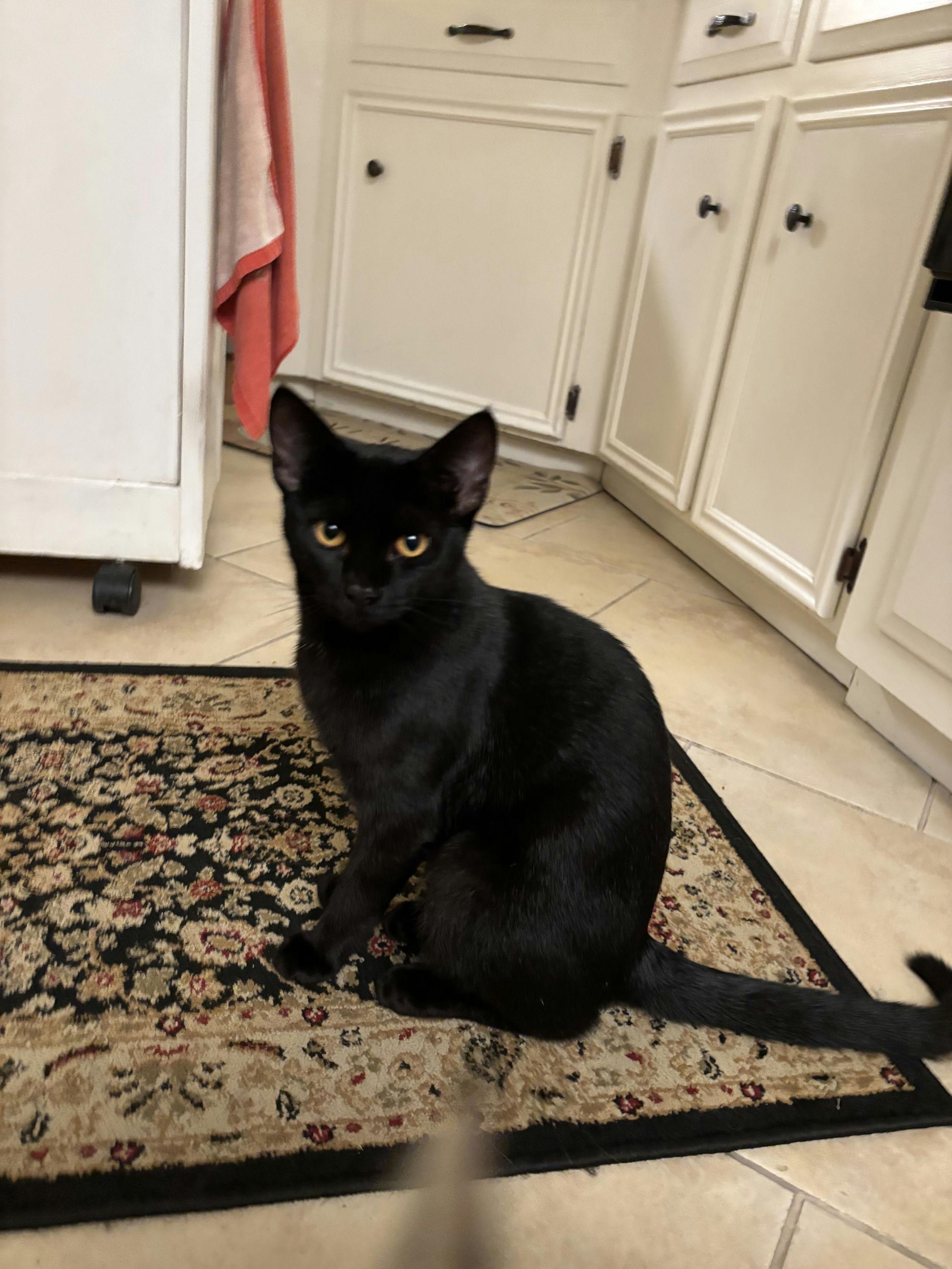 Blackie, adopted, Kitten Male Domestic Short Hair.