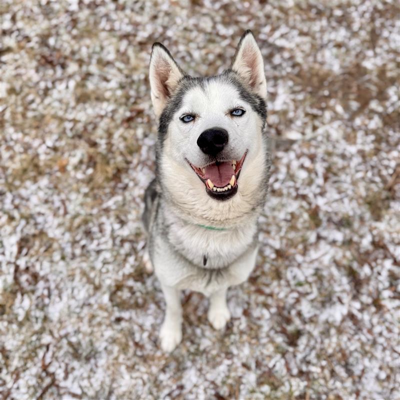 Mayah, ADOPTABLE, Adult Female Husky.