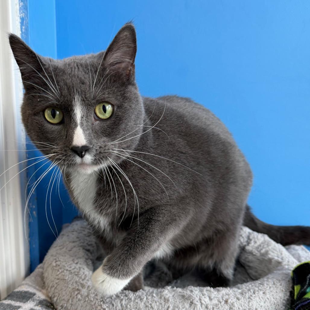 Enlarge Zigzag Stitch, a Adoptable Domestic Short Hair in Mankato, MN image 1/2