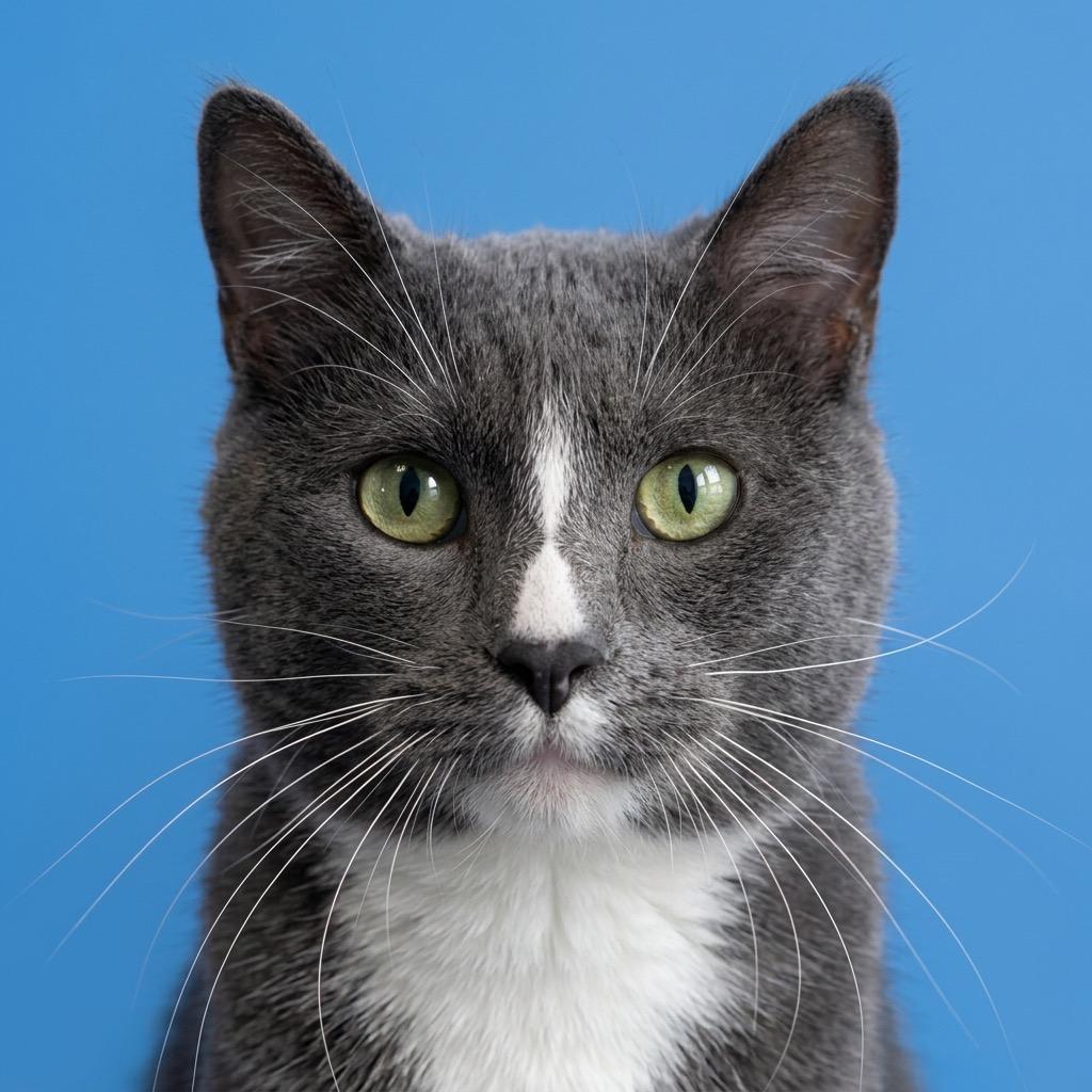 Enlarge Zigzag Stitch, a Adoptable Domestic Short Hair in Mankato, MN image 2/2