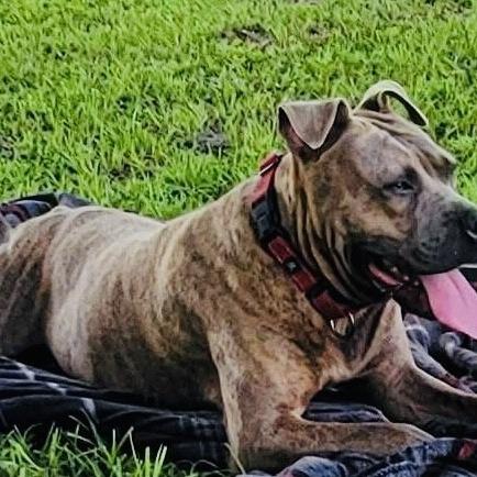 Johnny, Adoptable, Adult Male Mixed Breed.