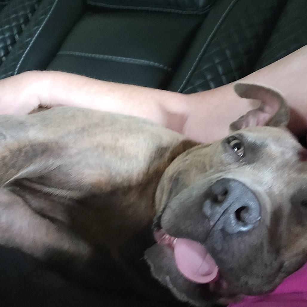 Johnny, Adoptable, Adult Male Mixed Breed.