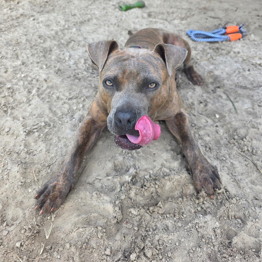 Enlarge Johnny, a Adoptable Mixed Breed in Williston, FL image 2/6