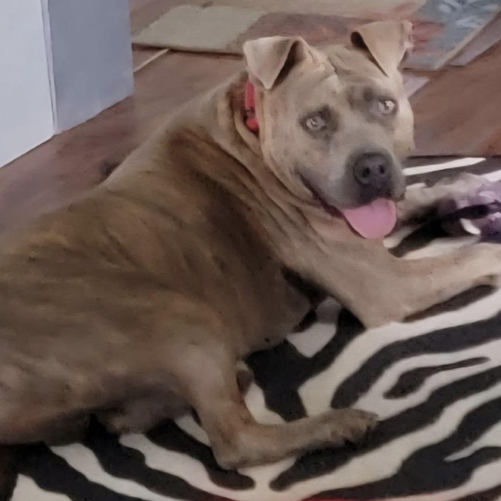 Enlarge Johnny, a Adoptable Mixed Breed in Williston, FL image 4/6