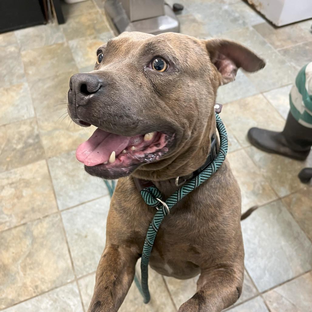 Enlarge Johnny, a Adoptable Mixed Breed in Williston, FL image 3/6