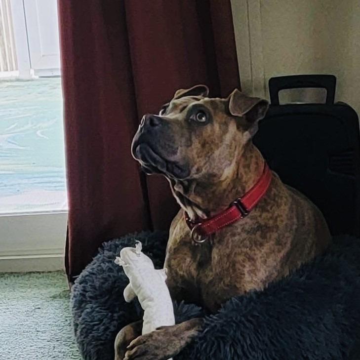 Enlarge Johnny, a Adoptable Mixed Breed in Williston, FL image 4/6