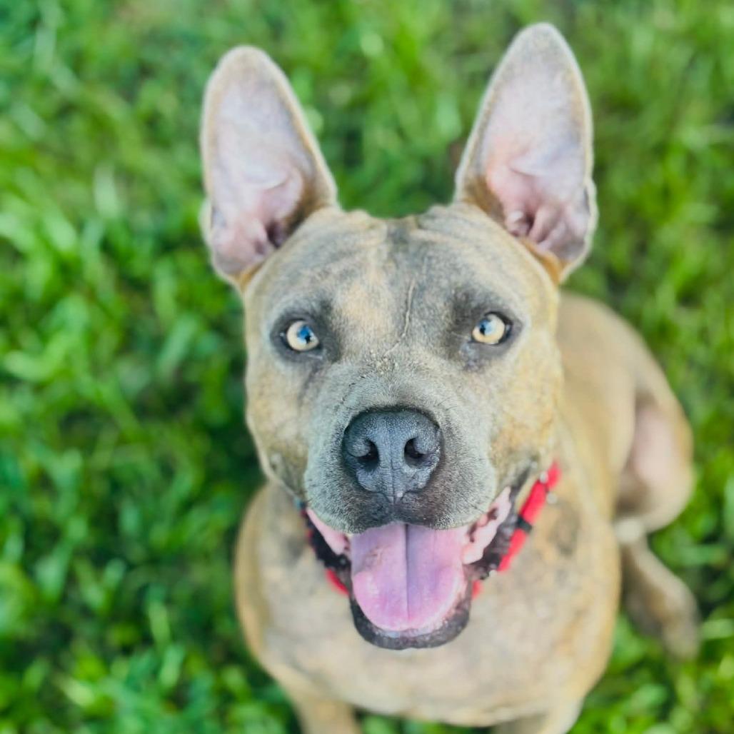 Enlarge Johnny, a Adoptable Mixed Breed in Williston, FL image 5/6