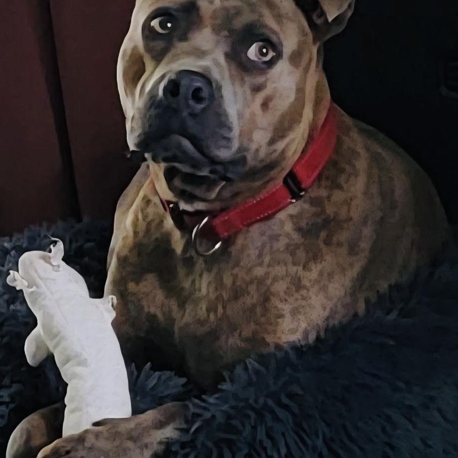 Enlarge Johnny, a Adoptable Mixed Breed in Williston, FL image 6/6