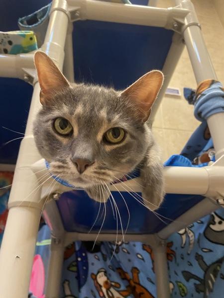 Kneecap, Adoptable, Senior Male Domestic Short Hair.