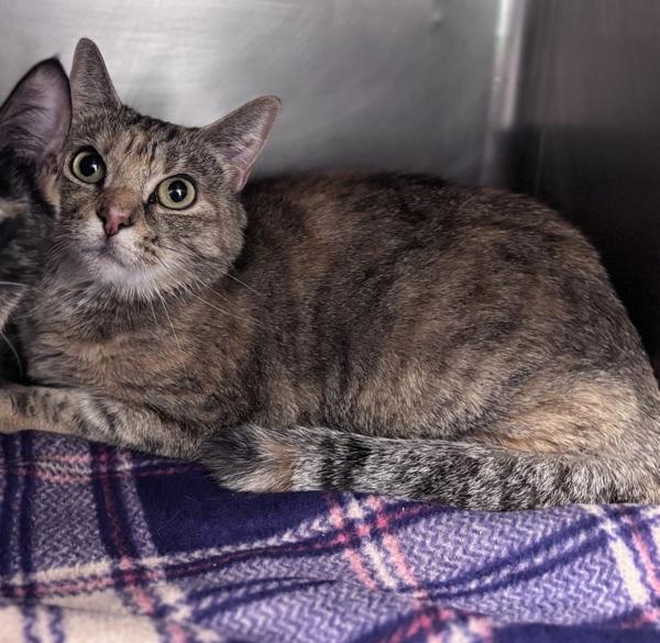 Enlarge Baby Girl * Bonded With Moon *, a Adoptable mixed breed in Sheboygan, WI image 2/2