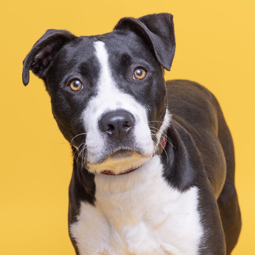 Hamstring, a Adoptable Mixed Breed in Franklin, TN image 2/3