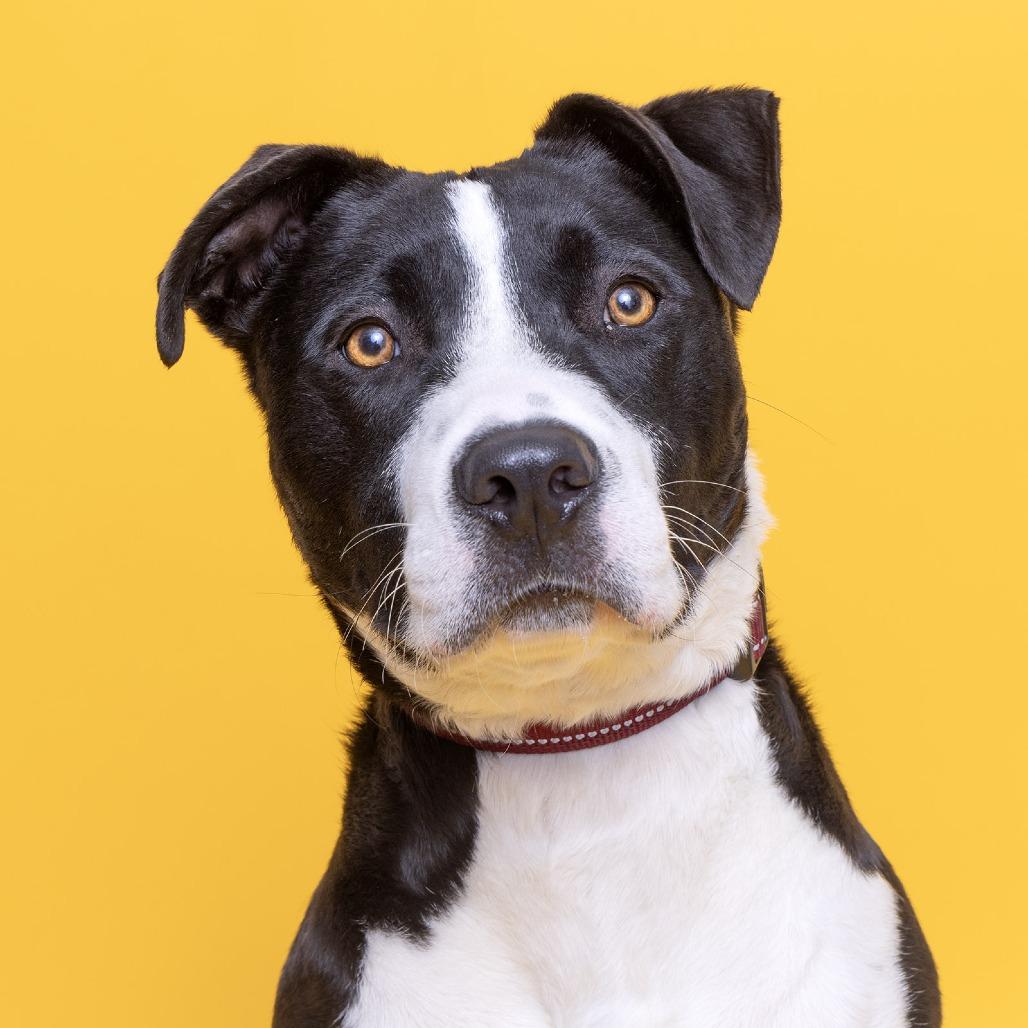 Hamstring, a Adoptable Mixed Breed in Franklin, TN image 3/3