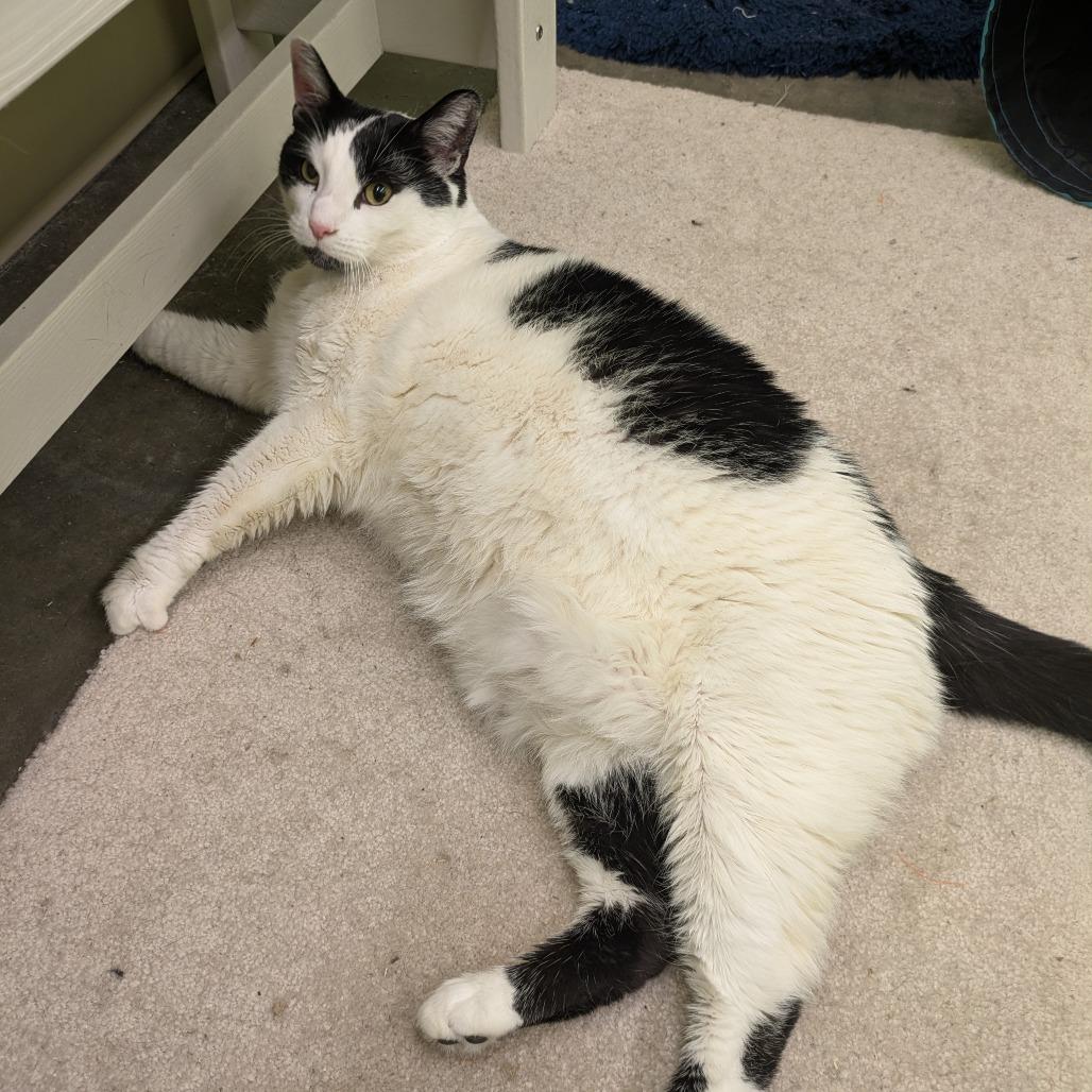 Charlie (Chunky), Adoptable, Adult Male Domestic Short Hair.