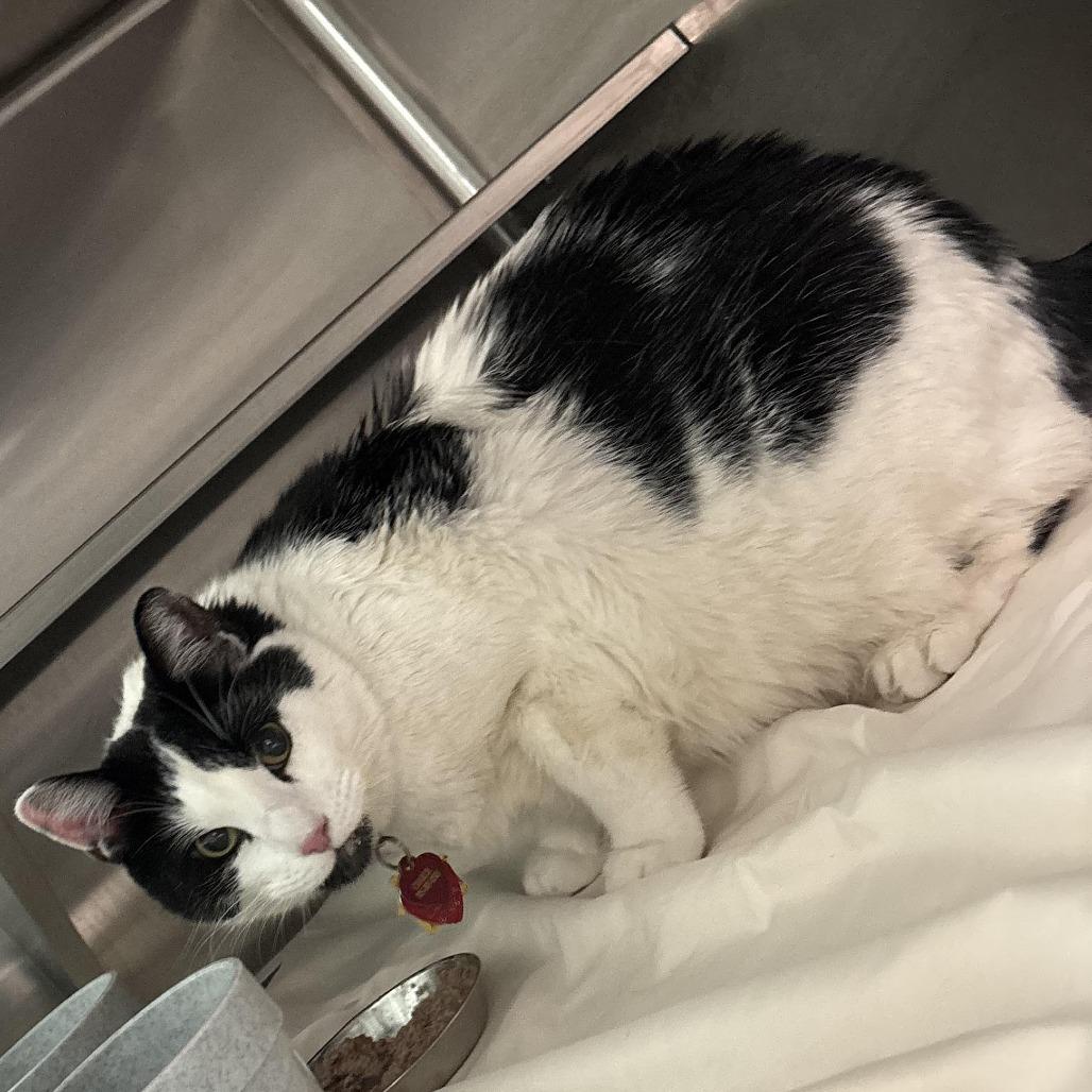 Enlarge Charlie (Chunky), a Adoptable Domestic Short Hair in Manhattan, KS image 1/1