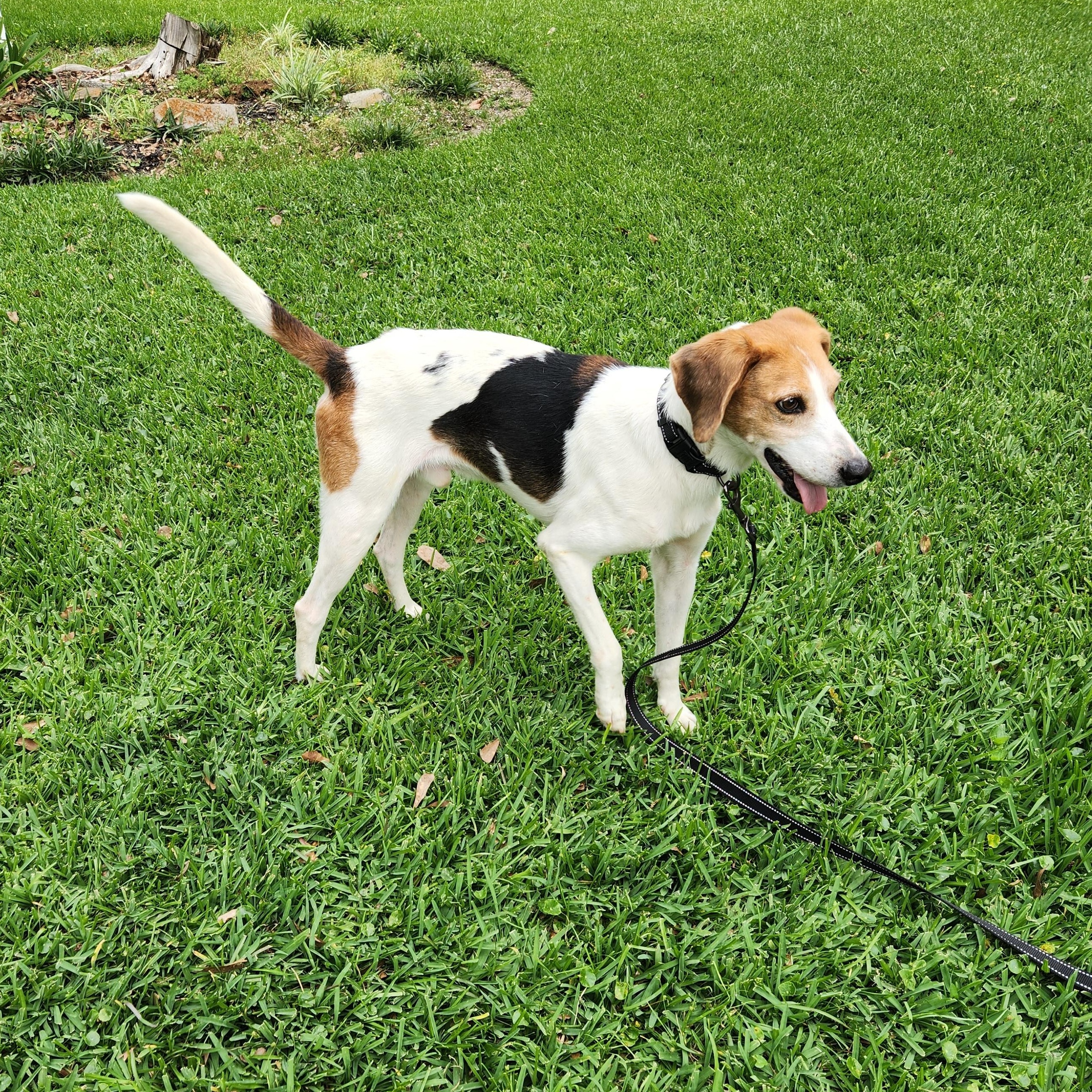 Enlarge Shiloh , a ADOPTABLE mixed breed in Baton Rouge, LA image 3/3