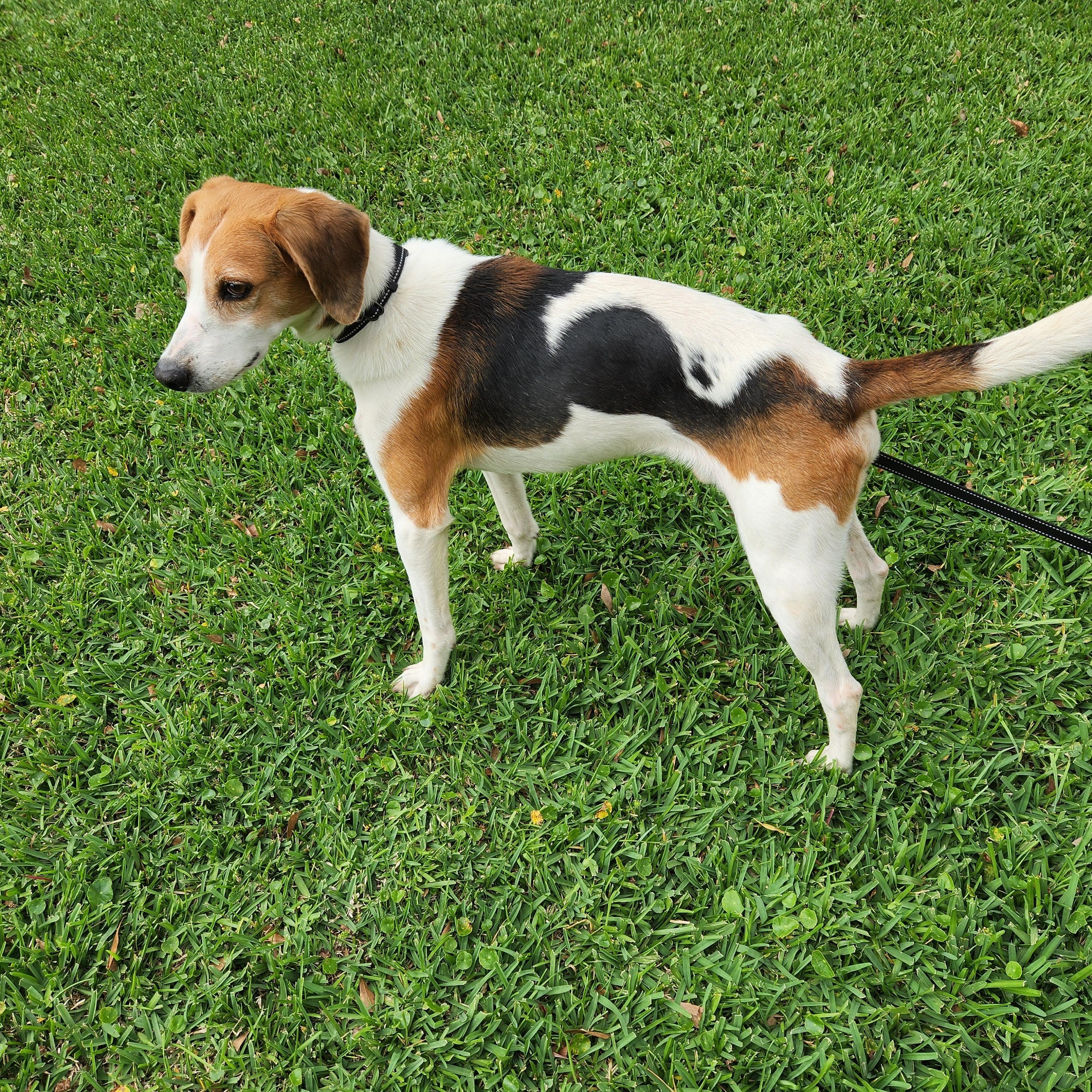 Enlarge Shiloh , a ADOPTABLE mixed breed in Baton Rouge, LA image 2/3