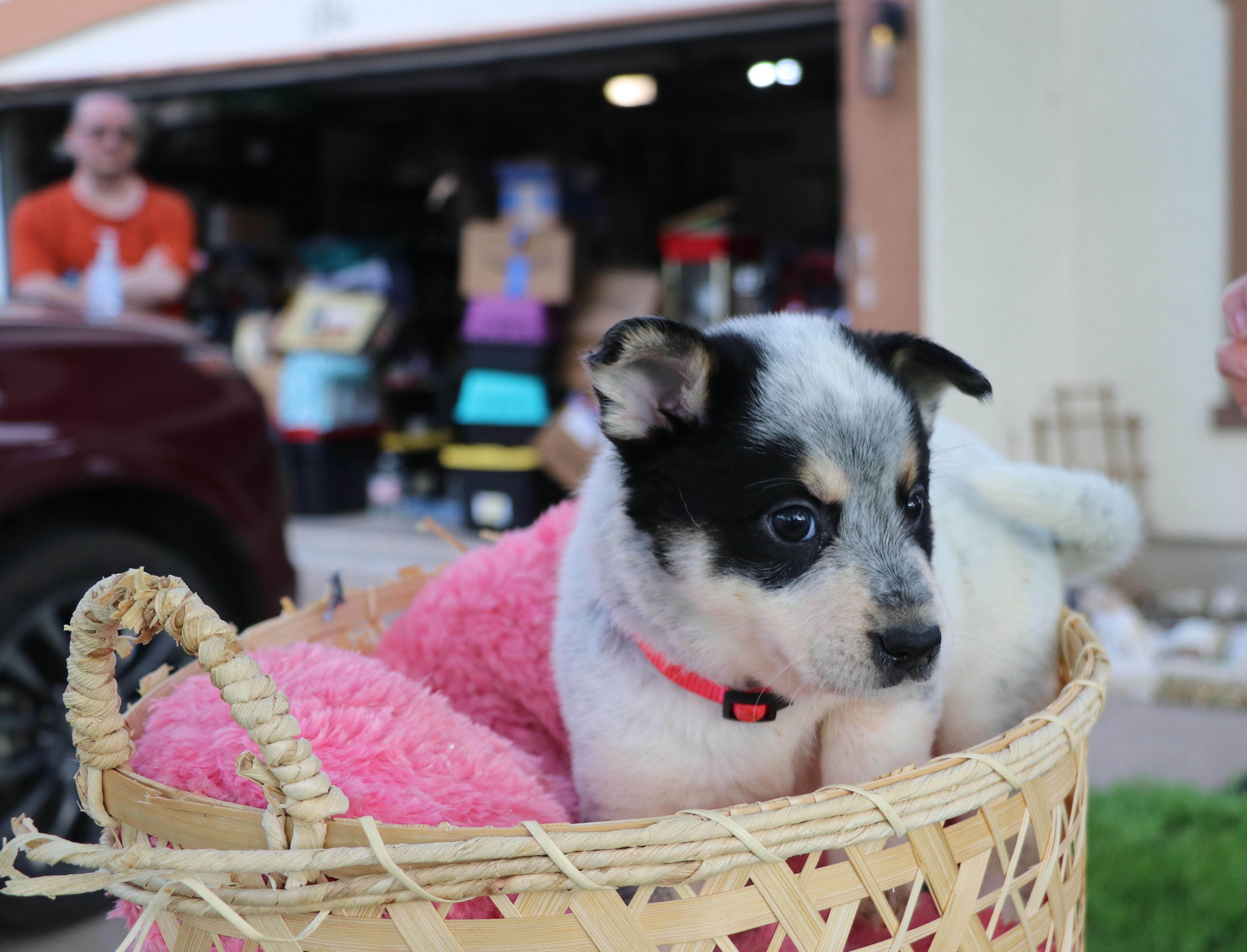 Joyful "Joy", a Adoptable mixed breed in Pflugerville, TX image 6/6