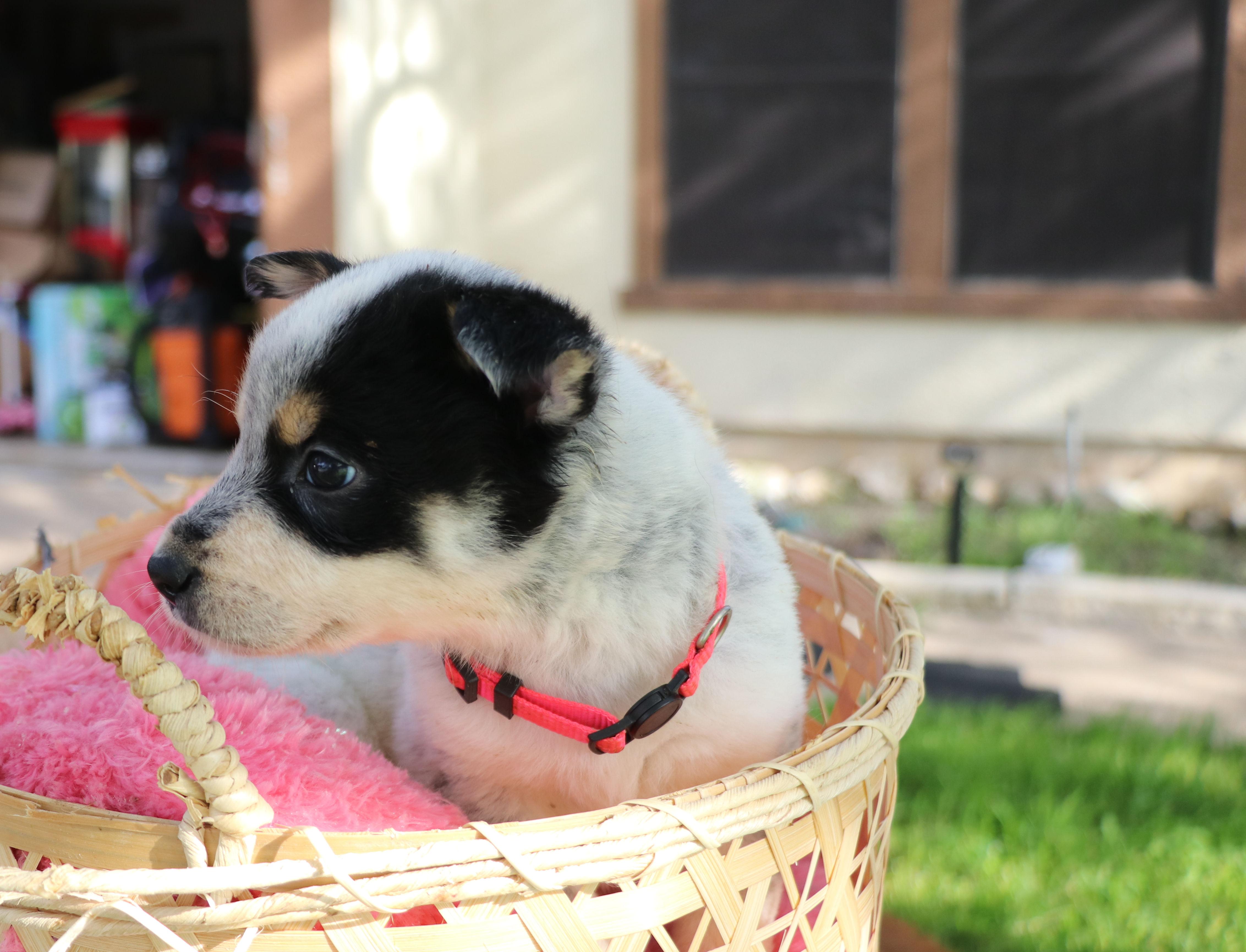 Joyful "Joy", a Adoptable mixed breed in Pflugerville, TX image 5/6