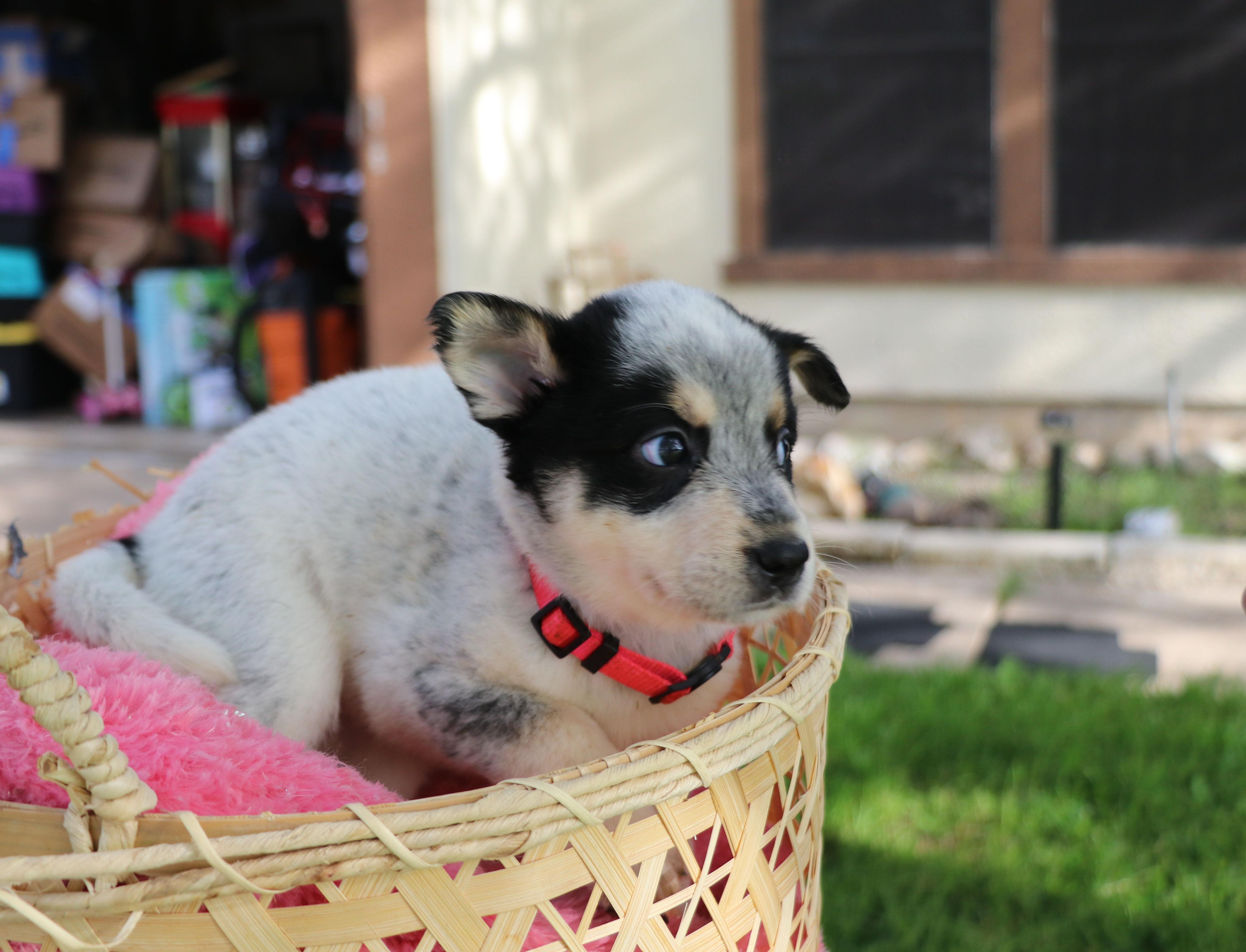 Joyful "Joy", a Adoptable mixed breed in Pflugerville, TX image 2/6