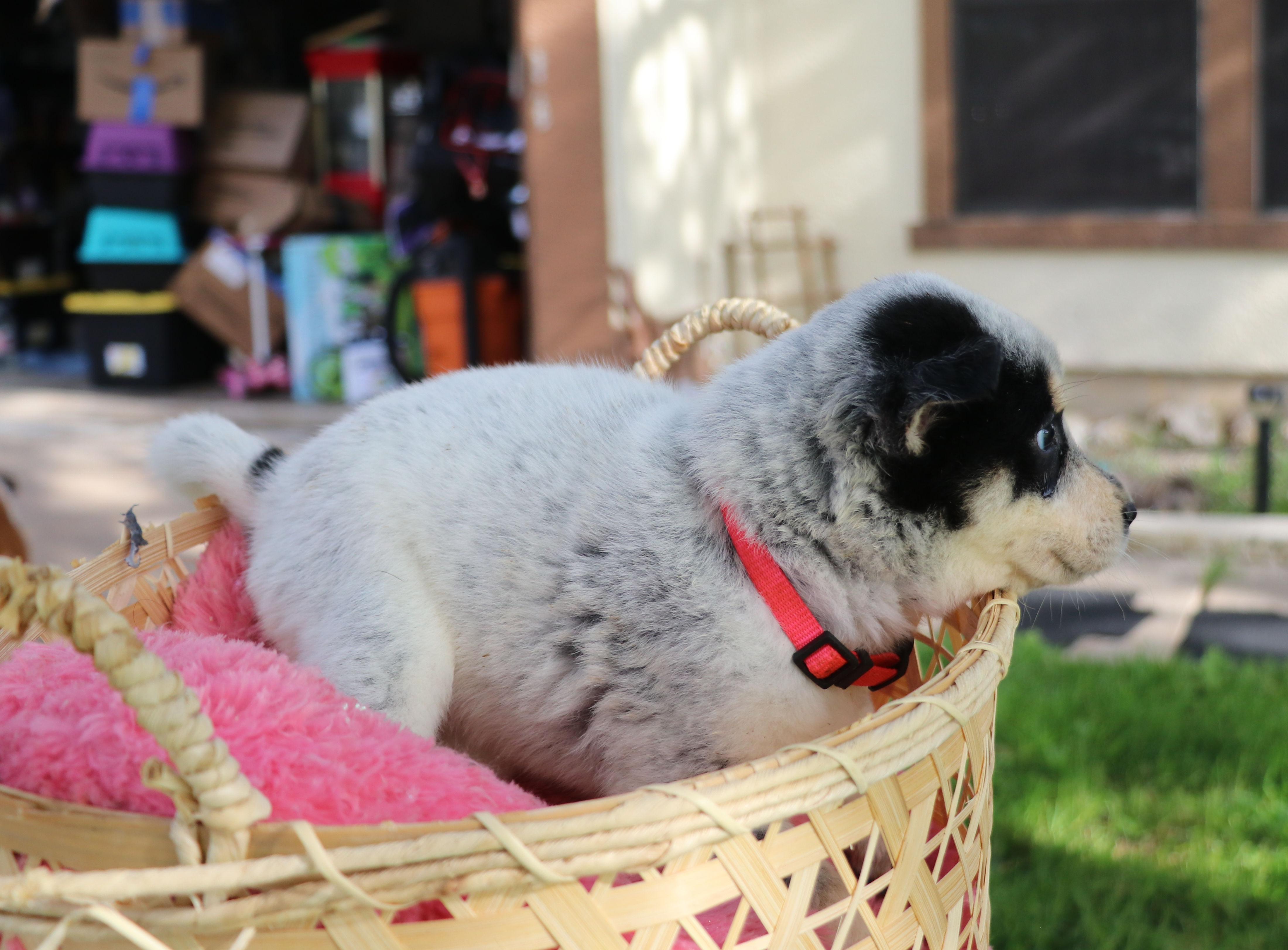 Joyful "Joy", a Adoptable mixed breed in Pflugerville, TX image 4/6