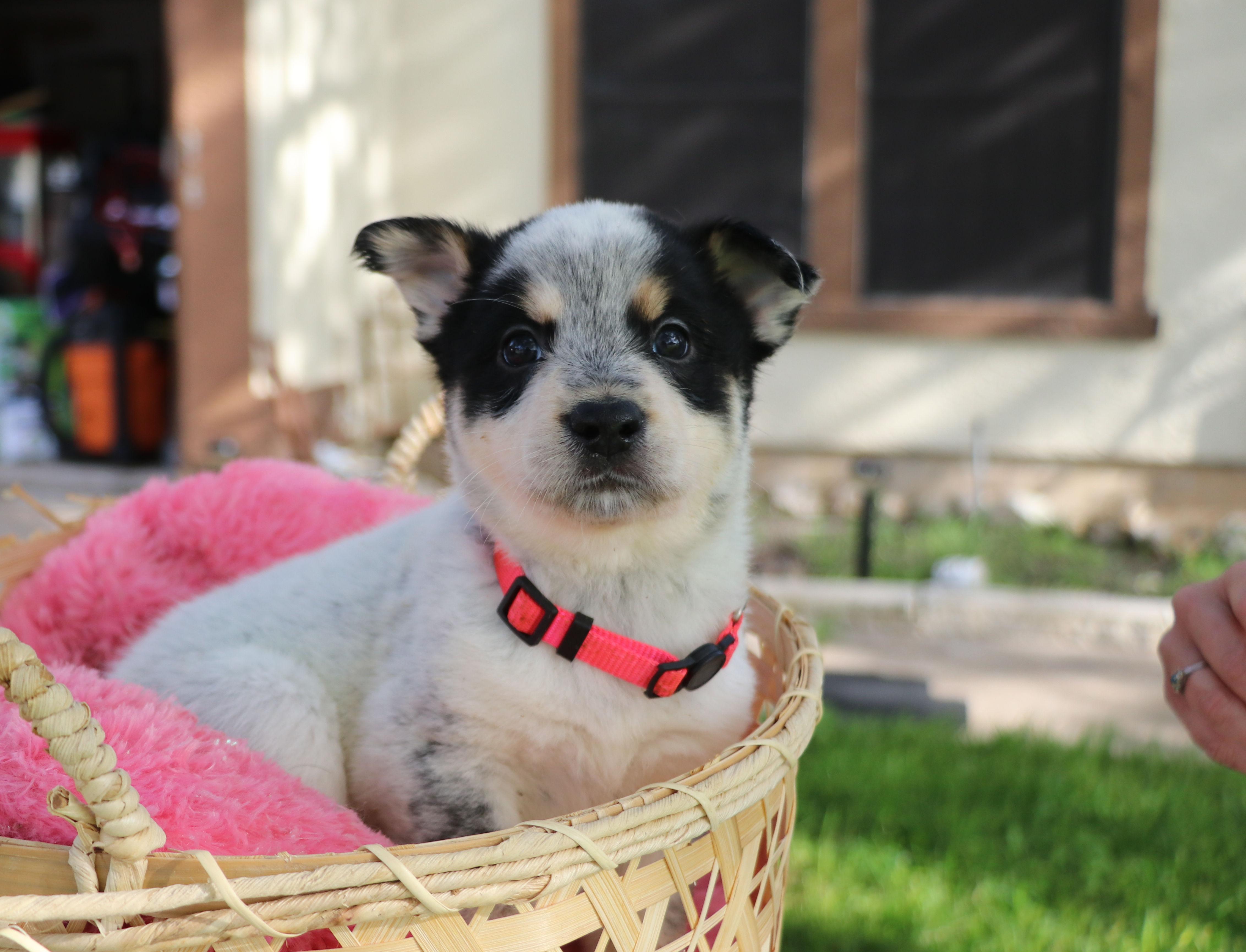 Joyful "Joy", a Adoptable mixed breed in Pflugerville, TX image 1/6