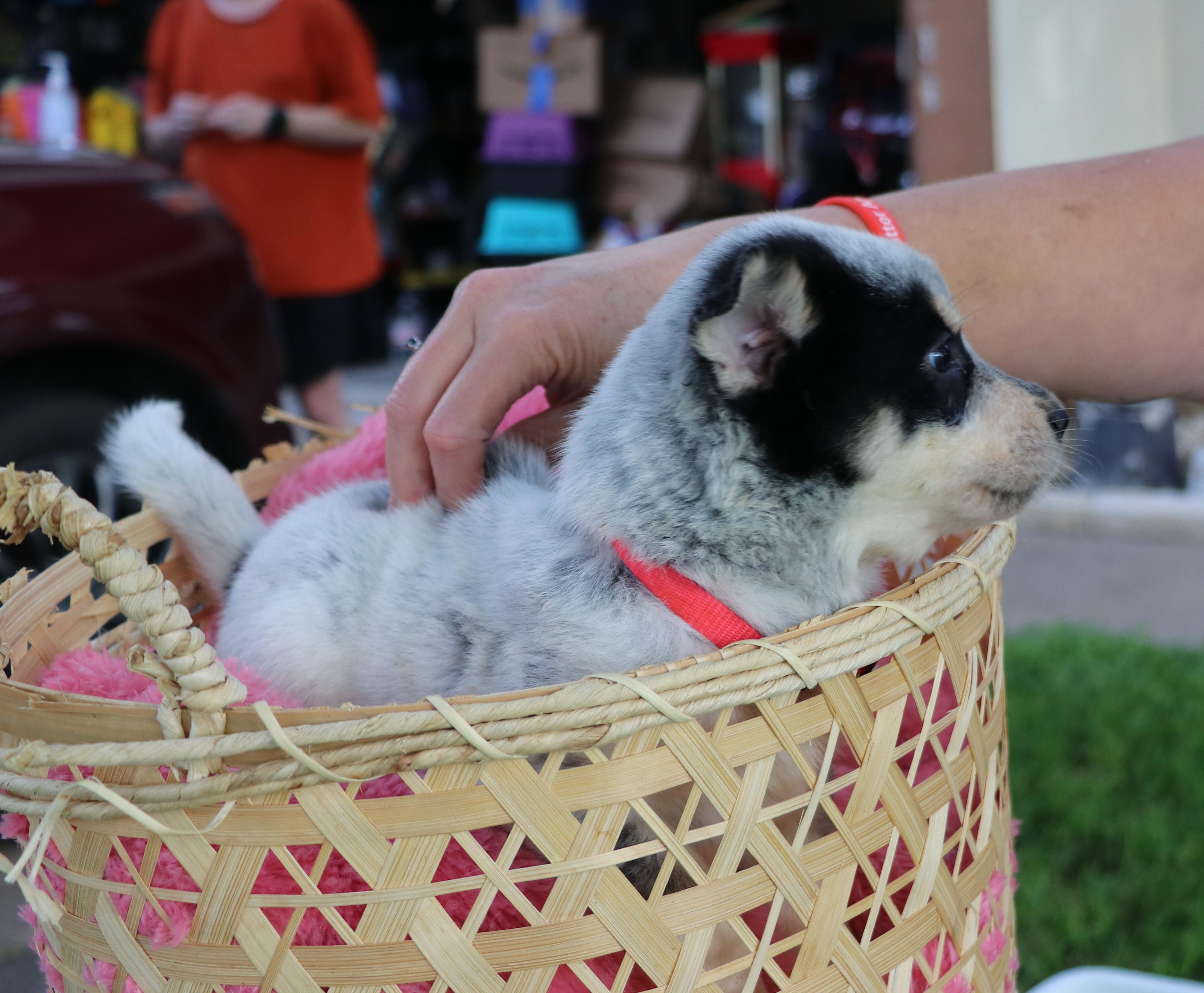 Joyful "Joy", a Adoptable mixed breed in Pflugerville, TX image 3/6