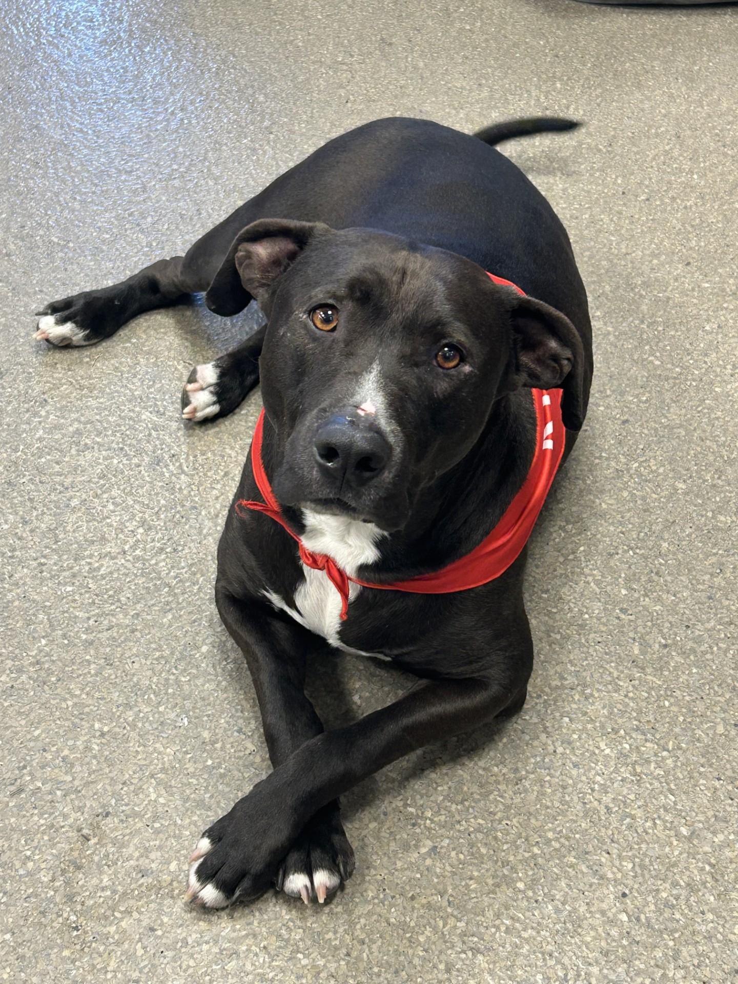Thor, an adoptable Pit Bull Terrier in Hamilton, MT, 59840 | Photo Image 1