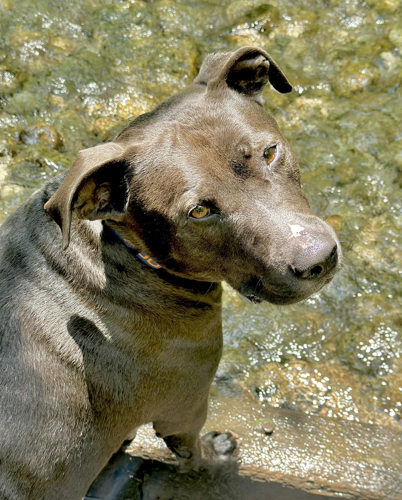 Thor, an adoptable Pit Bull Terrier in Hamilton, MT, 59840 | Photo Image 5