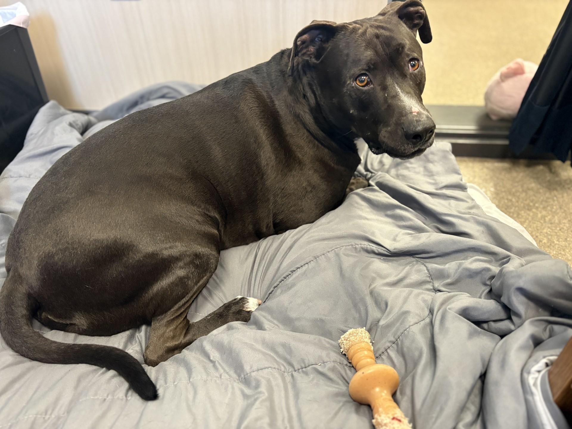 Thor, an adoptable Pit Bull Terrier in Hamilton, MT, 59840 | Photo Image 6