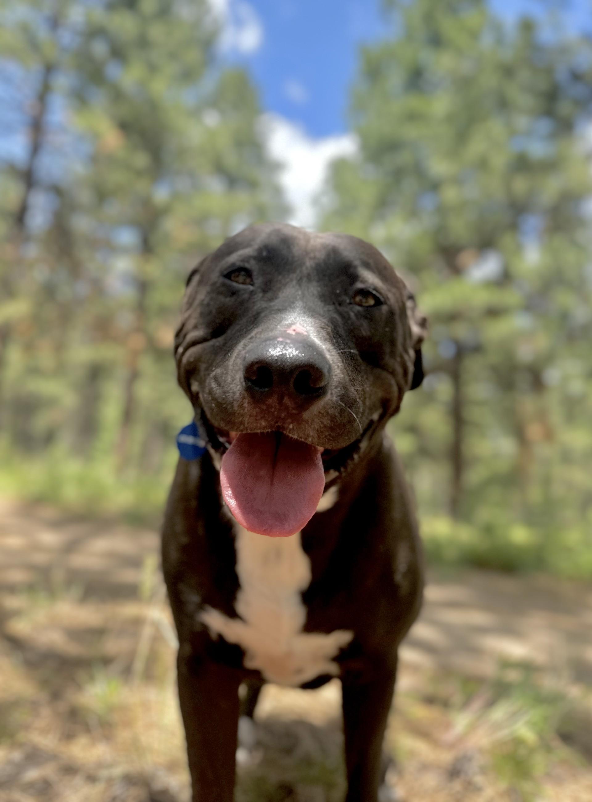 Thor, an adoptable Pit Bull Terrier in Hamilton, MT, 59840 | Photo Image 4