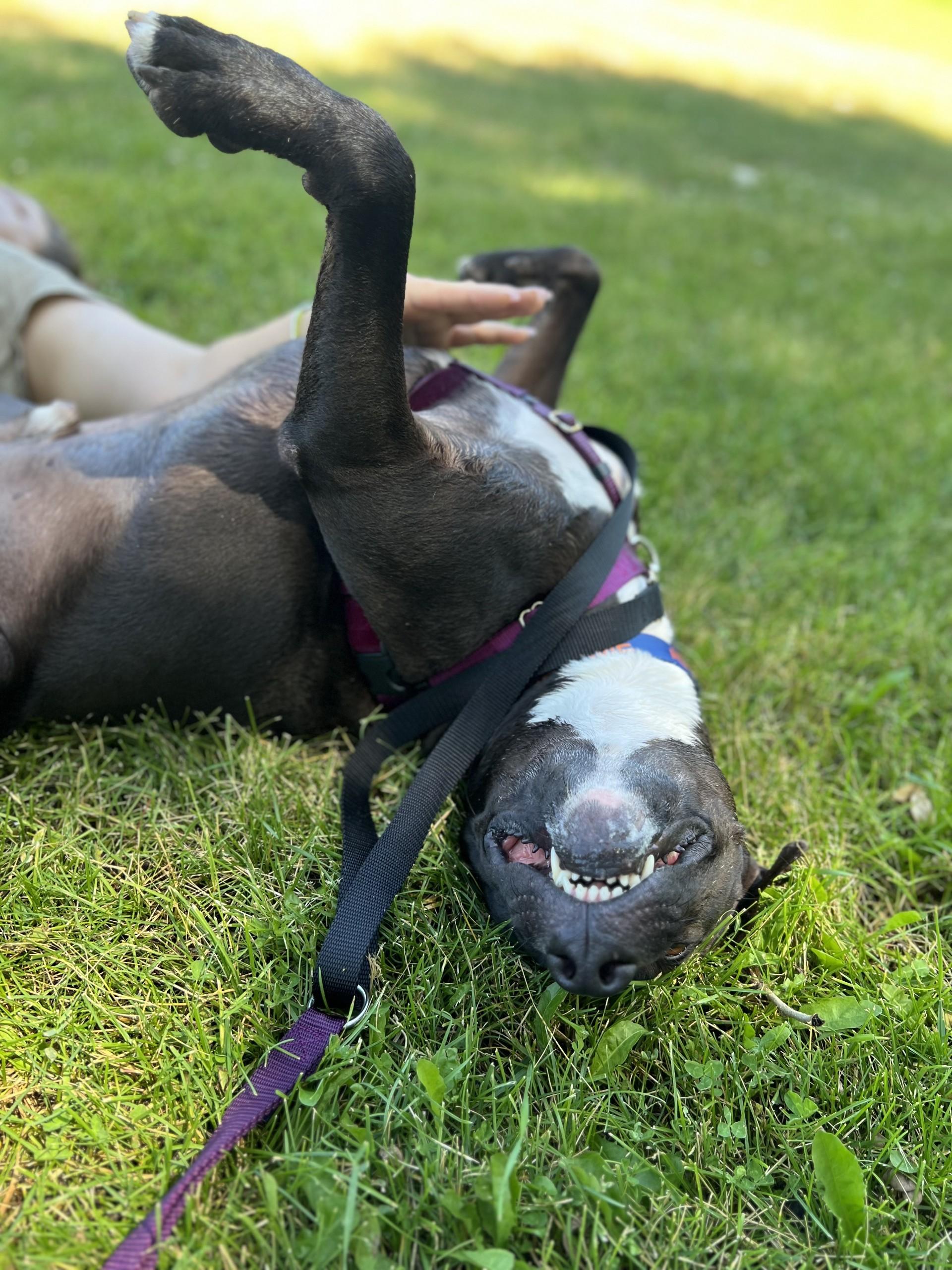 Thor, an adoptable Pit Bull Terrier in Hamilton, MT, 59840 | Photo Image 3