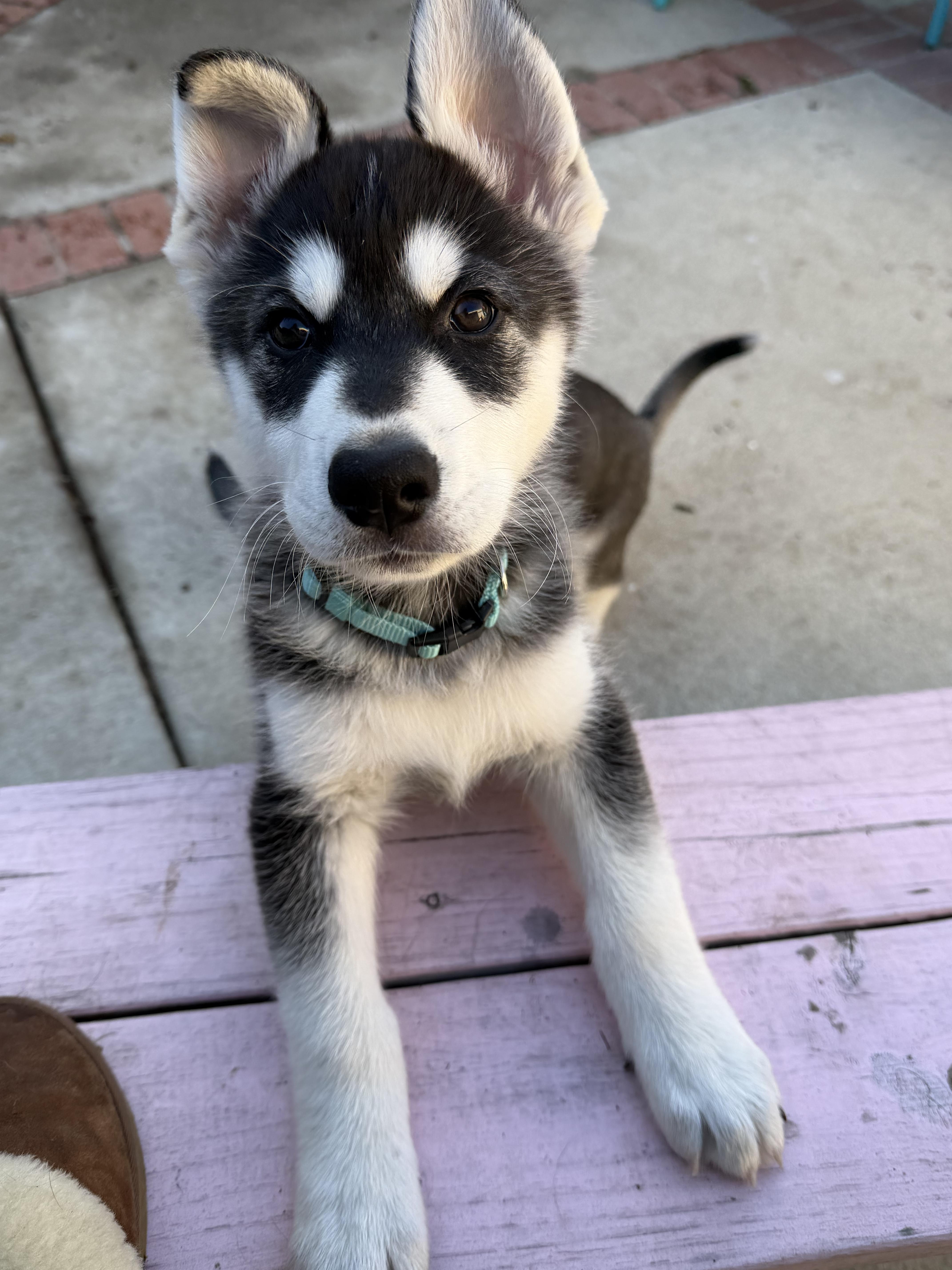 Atlas, a Adoptable mixed breed in Los Angeles, CA image 2/5