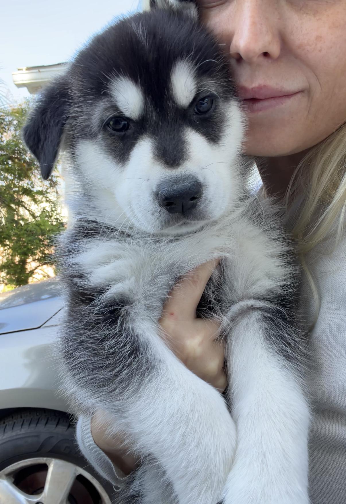 Atlas, a Adoptable mixed breed in Los Angeles, CA image 5/5