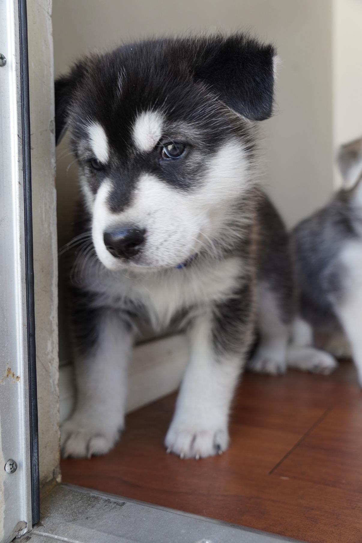 Atlas, a Adoptable mixed breed in Los Angeles, CA image 4/5
