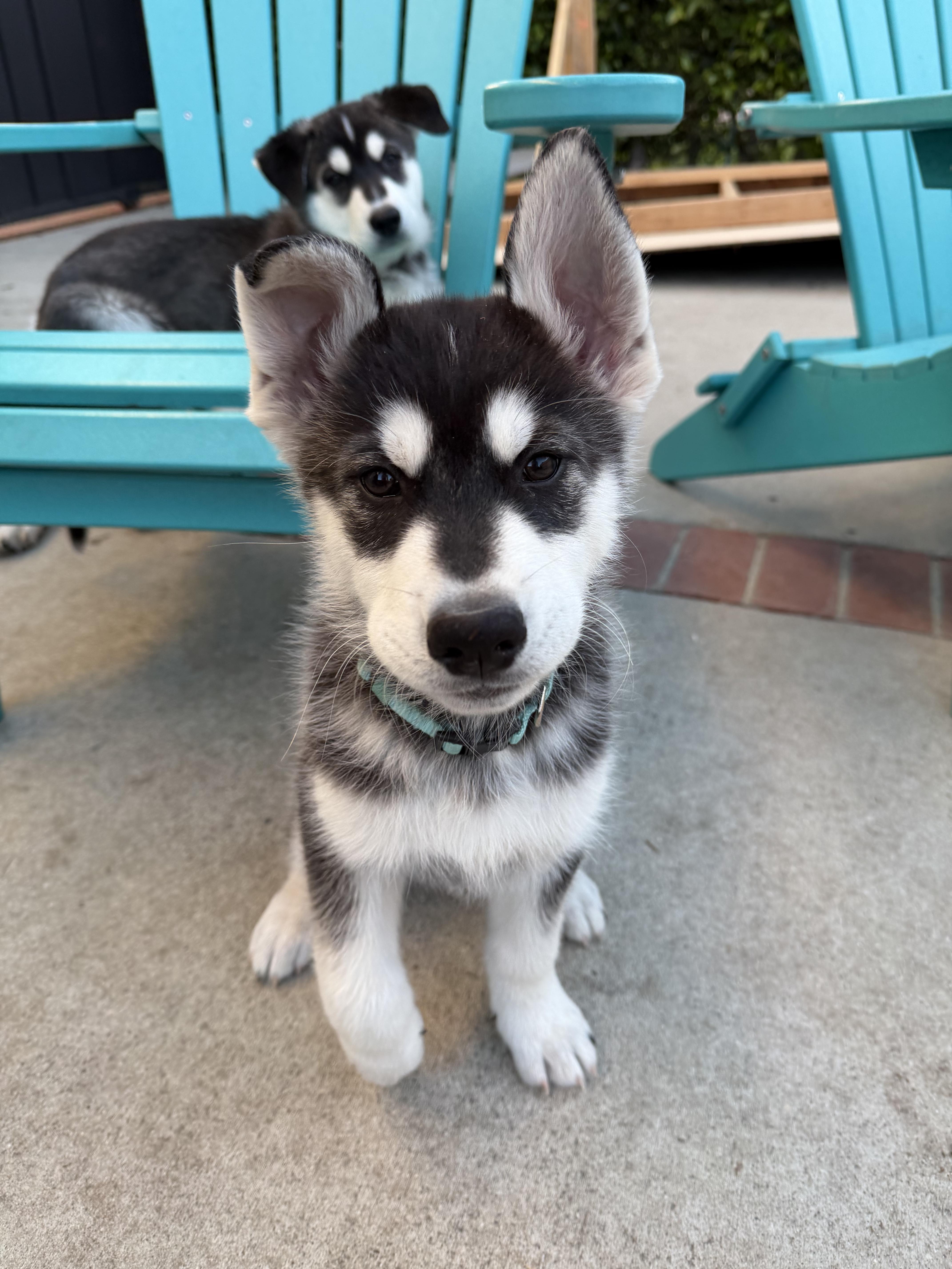 Atlas, a Adoptable mixed breed in Los Angeles, CA image 3/5