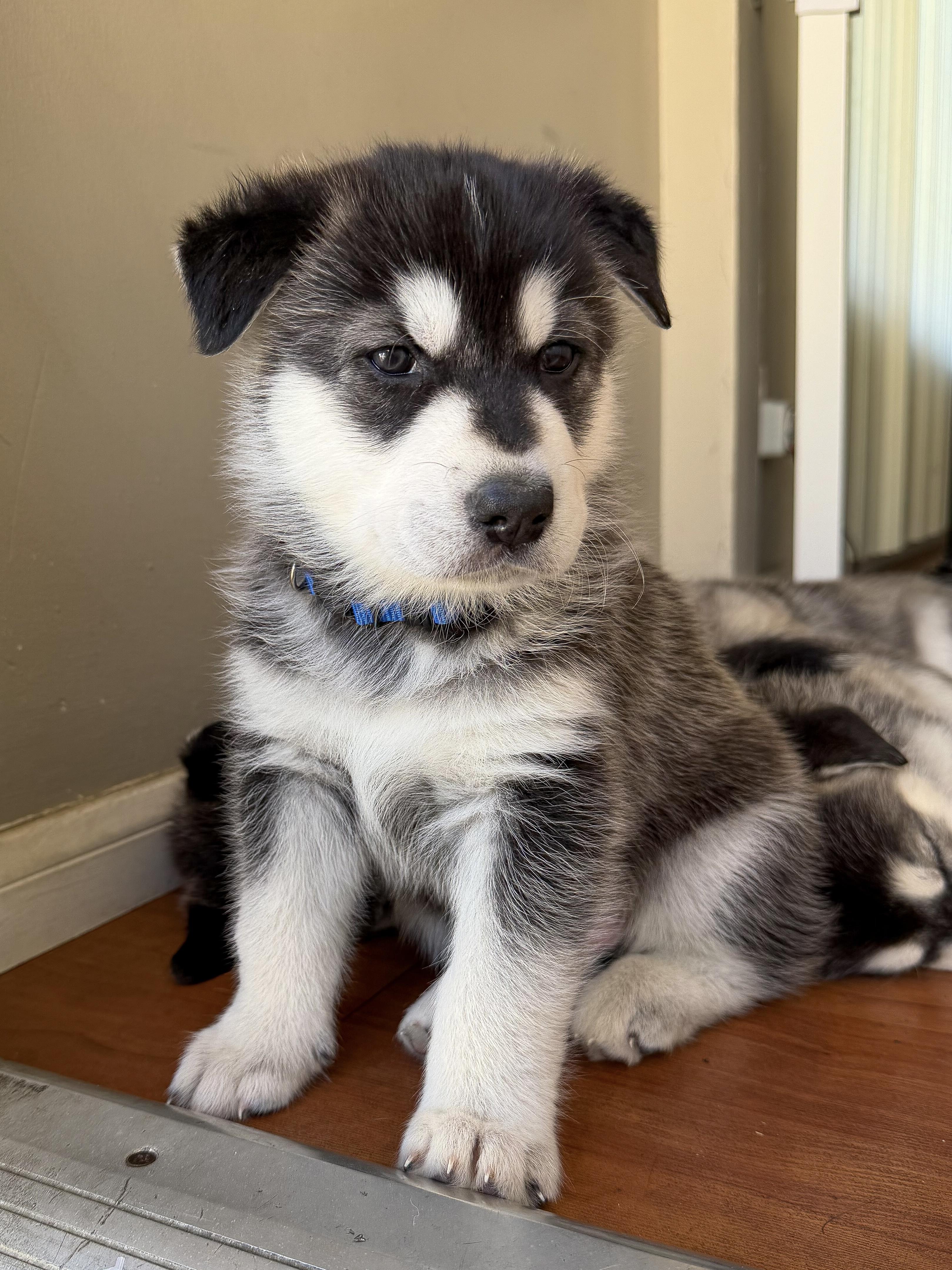 Atlas, Adoptable, Puppy Male Husky & Shepherd.