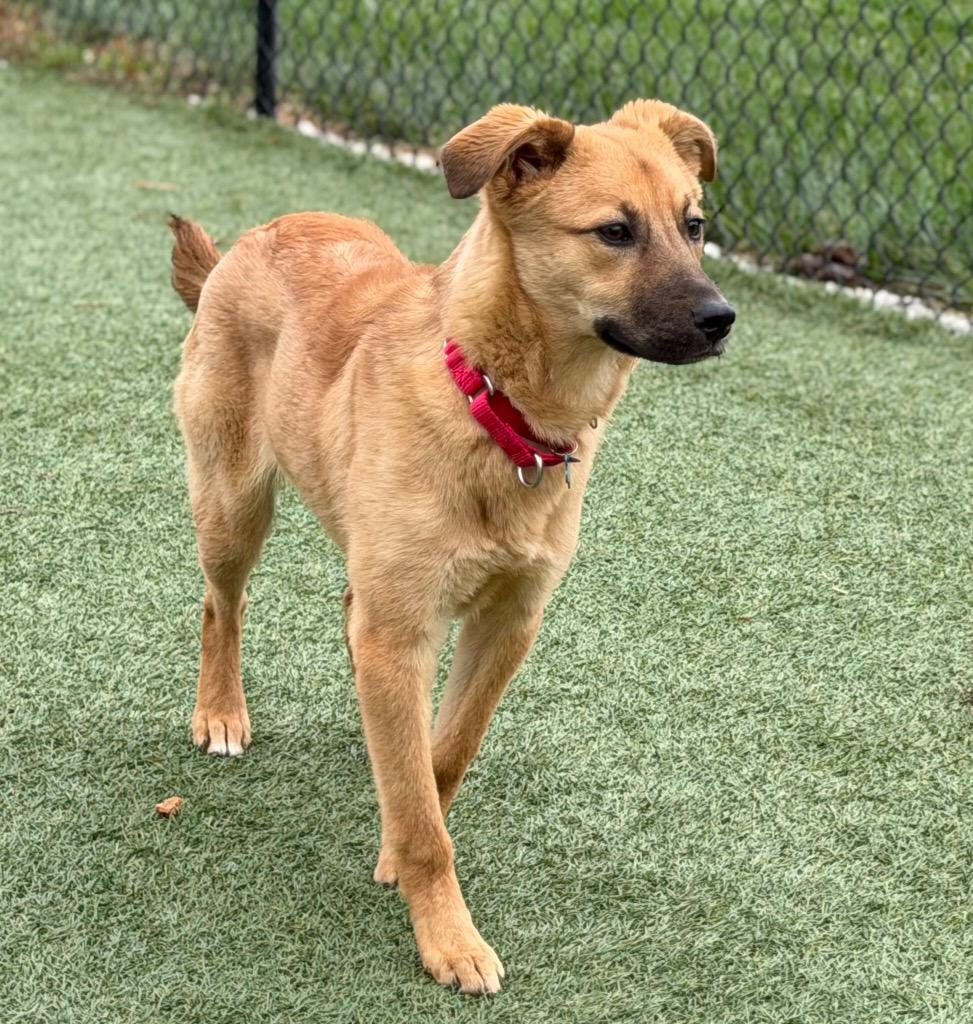 Enlarge Frappe (Franny), a Adoptable mixed breed in Columbia, IL image 2/3