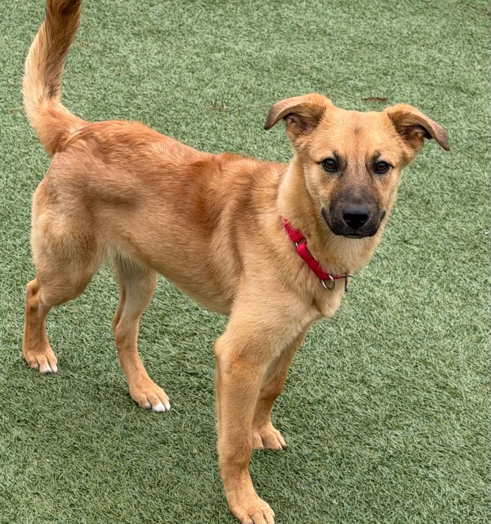 Enlarge Frappe (Franny), a Adoptable mixed breed in Columbia, IL image 3/3