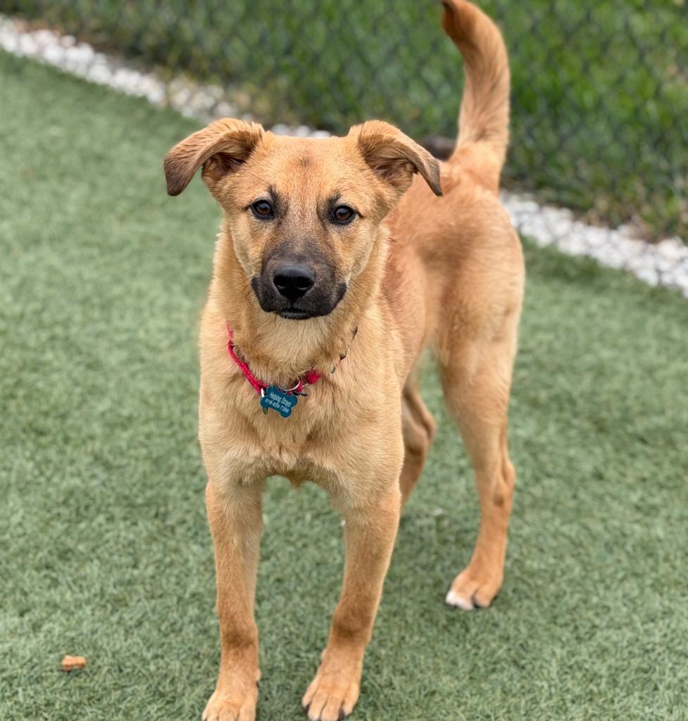 Enlarge Frappe (Franny), a Adoptable mixed breed in Columbia, IL image 1/3