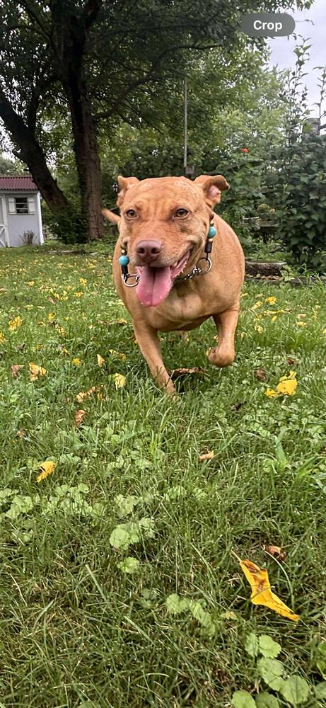 Angel  (The One and Only!), Adoptable, Adult Female American Staffordshire Terrier & Pit Bull Terrier.