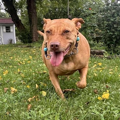 Enlarge Angel  (The One and Only!), a Adoptable mixed breed in Wenonah, NJ image 1/6