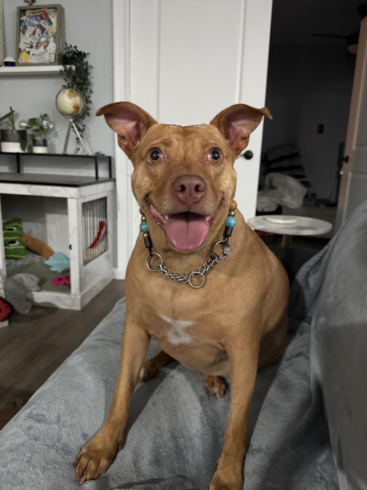 Enlarge Angel  (The One and Only!), a Adoptable mixed breed in Wenonah, NJ image 2/6