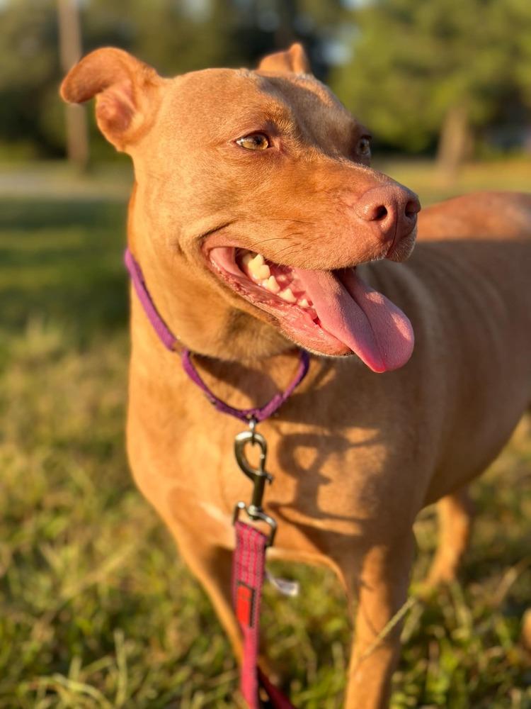 Enlarge Angel  (The One and Only!), a Adoptable mixed breed in Wenonah, NJ image 3/6