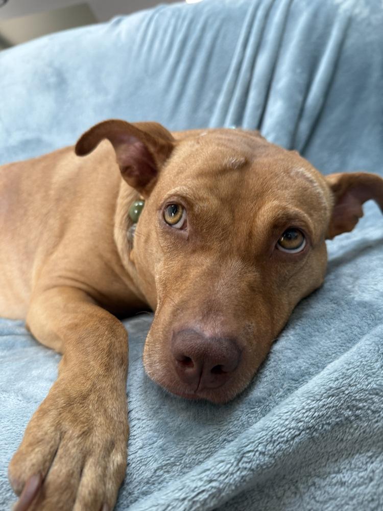 Enlarge Angel  (The One and Only!), a Adoptable mixed breed in Wenonah, NJ image 4/6