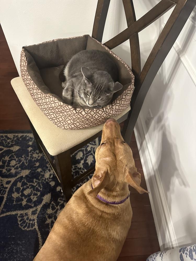 Enlarge Angel  (The One and Only!), a Adoptable mixed breed in Wenonah, NJ image 5/6