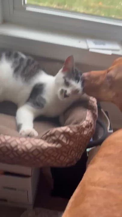 Enlarge Angel  (The One and Only!), a Adoptable mixed breed in Wenonah, NJ video 6/6