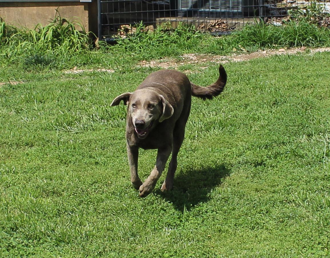 Phoebe, ADOPTABLE, Adult Female Labrador Retriever.